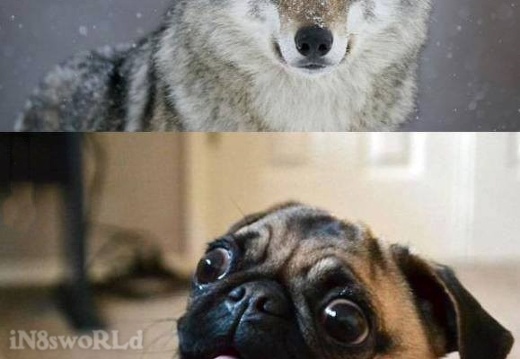 Evolution vs. Intelligent Design