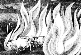 Cattle driven between the Bel fires (1472 visits) Cattle driven between the Bel fires