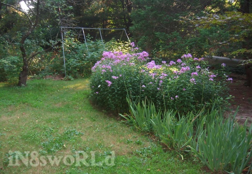 Phlox in bloom