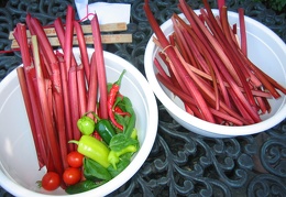 Today's harvest (1638 visits) Brought in some rhubarb, peppers, little tomatoes, and basil today!
notes: Habenero is the small ... Today's harvest