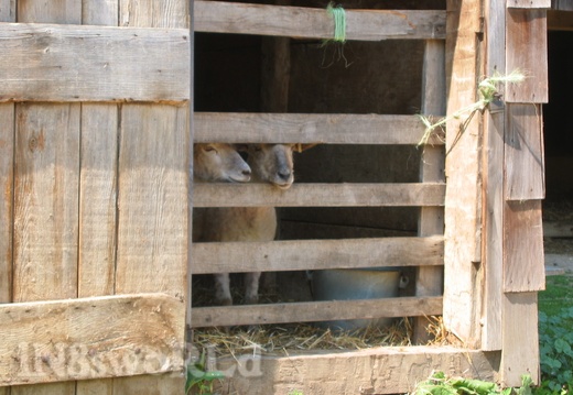 Post shearing sheep (2542 visits) While watching a demonstration of sheep shearing by hand at Old Bethpage Village, I caught these fel... Post shearing sheep