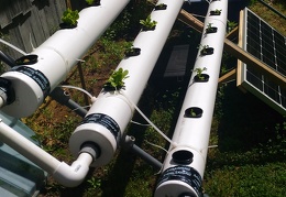 Hydroponics setup for 2017 (1753 visits) We improved on this a bit for 2018 but couldn't find a picture of it Hydroponics setup for 2017