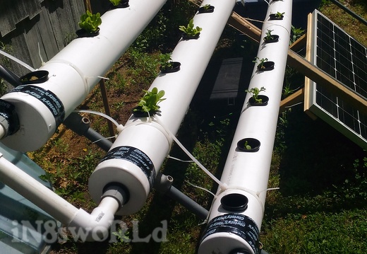 Hydroponics setup for 2017 (2501 visits) We improved on this a bit for 2018 but couldn't find a picture of it Hydroponics setup for 2017