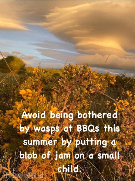 wasps.jpg