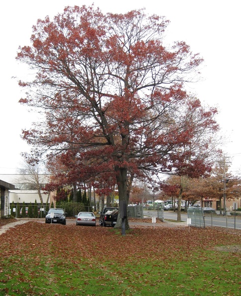 Autumn still hasn't claimed all the Oak leaves on Veteran's Day